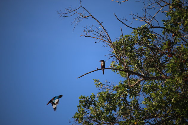 IJsvogels