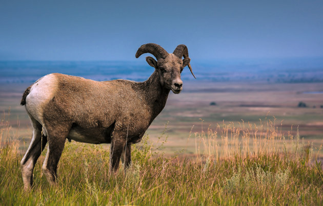 Een bighorn op de Badlands