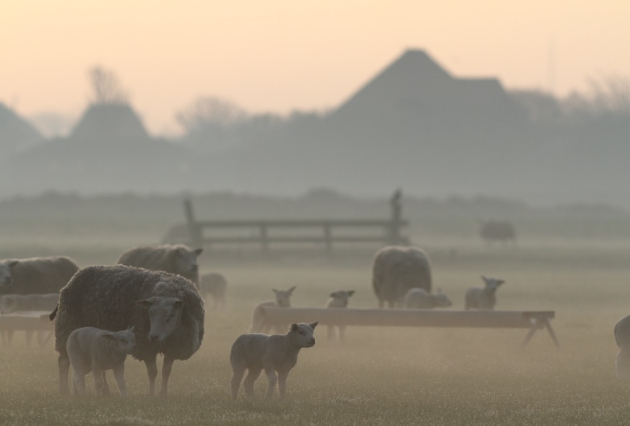 Schapen in de vroege ochtendmist op Texel