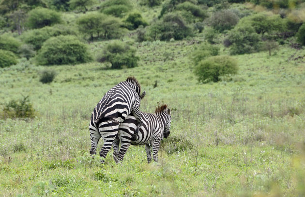 Zebra's in actie