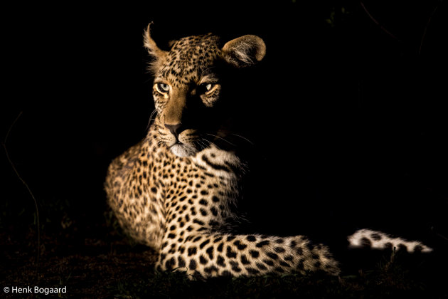 zijlicht op luipaard in Sabi Sands