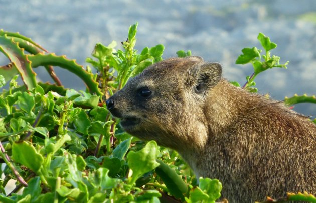 Dassie