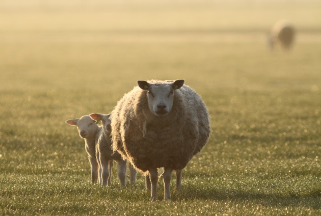 Typisch Texel