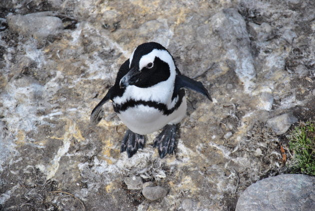 Pinguïn wil graag gefotografeerd worden!