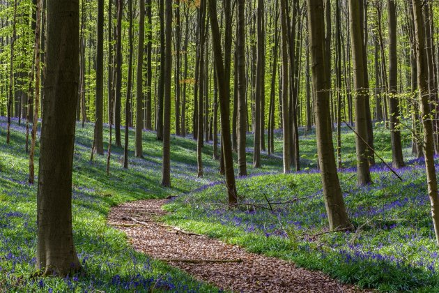 Kleurrijk Hallerbos