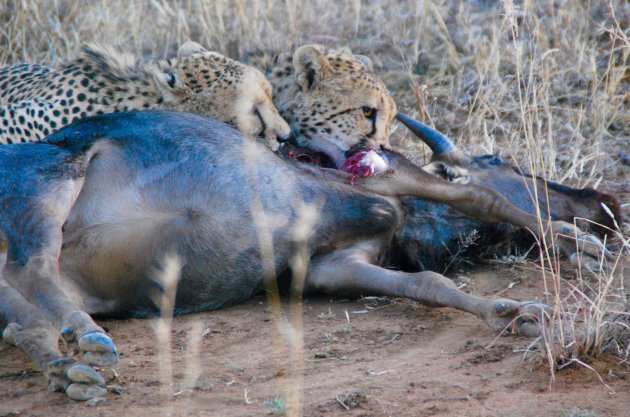 Cheeta's in Madikwe