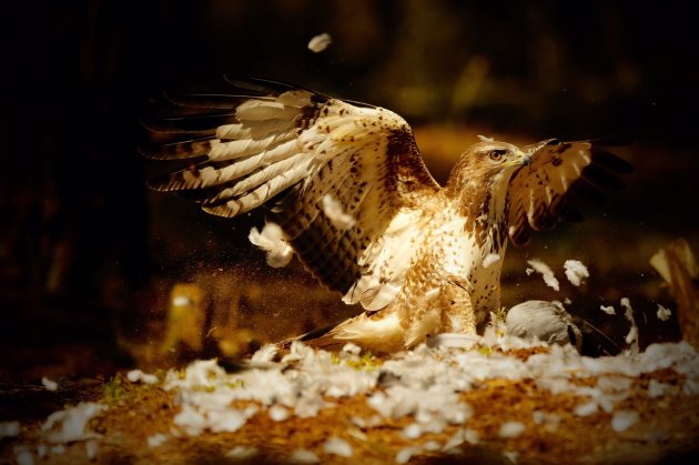 Buizerd