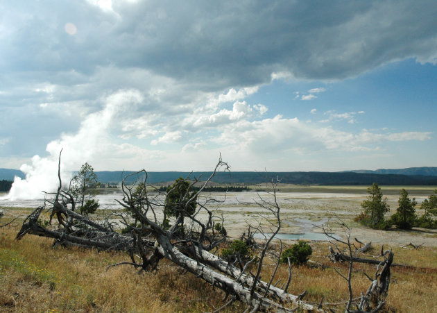 Rook over Yellowstone