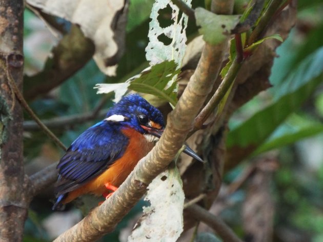 IJsvogels spotten in Maleisië