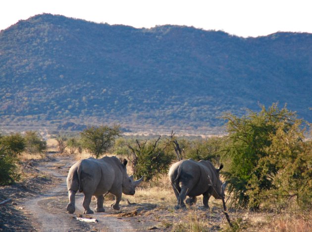 Mooie ontmoeting in Madikwe