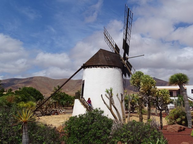 De mooie molentjes van Fuerteventura