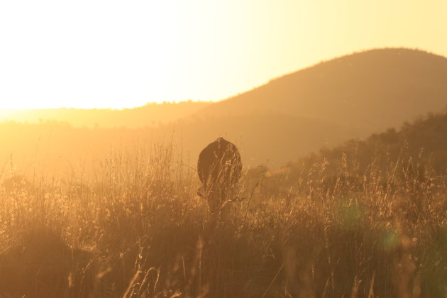 Pilanesberg 