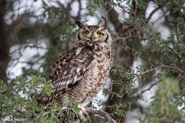 Eagle-owl in Kgalagadi