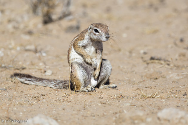 Jeuk! - Kgalagadi