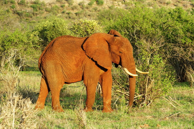 Rode olifant