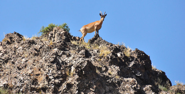 Siberische steenbok in Yolyn Am