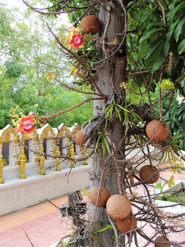 Cannonbal flowers.