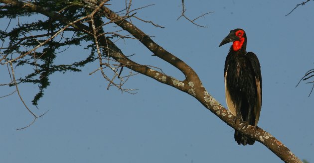 Southem Ground hornbill