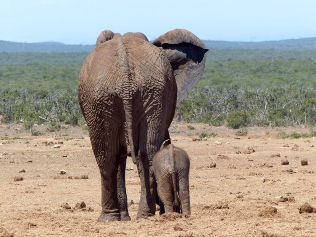 Blijf om je heen kijken bij een safari.  Deze moeder met kind had zich afgezonderd van een enorme kudde.
