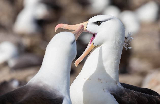 Black browed Albatros