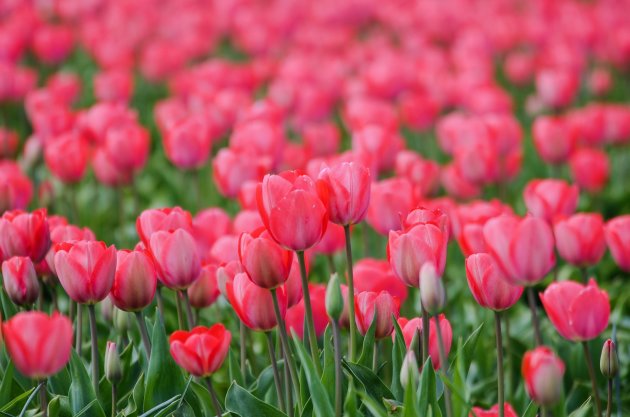 Tulpen op Texel