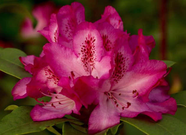 Rhododendron