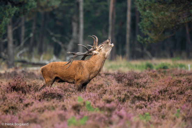 burlen in avondzon op de Veluwe