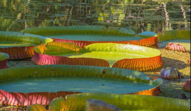 Victoria amazonica