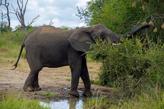 Stoute olifant!