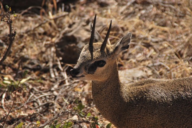 Klipspringer in Madikwe