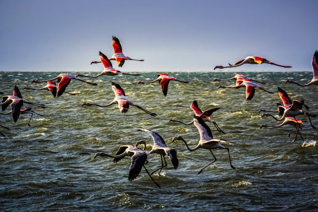 Flying flamingo's 