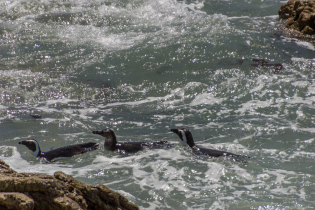 Woelige zee ook in Bettysbaai