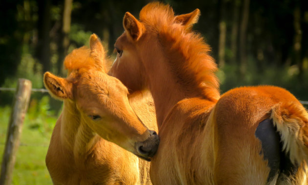 Liefde