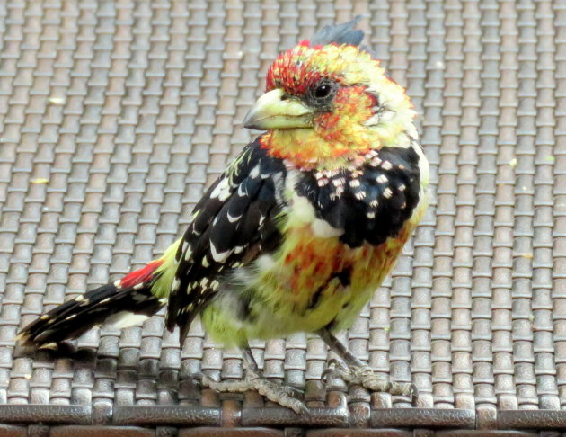  Crested Barbet ( Trachyphonus vaillantii )