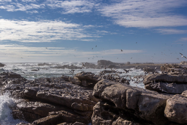 Bird island in de zon