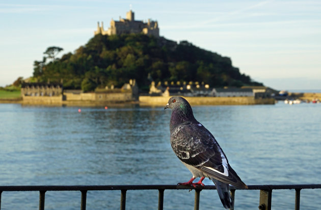 Duif in Marazion kijkt naar St Michael's Mount