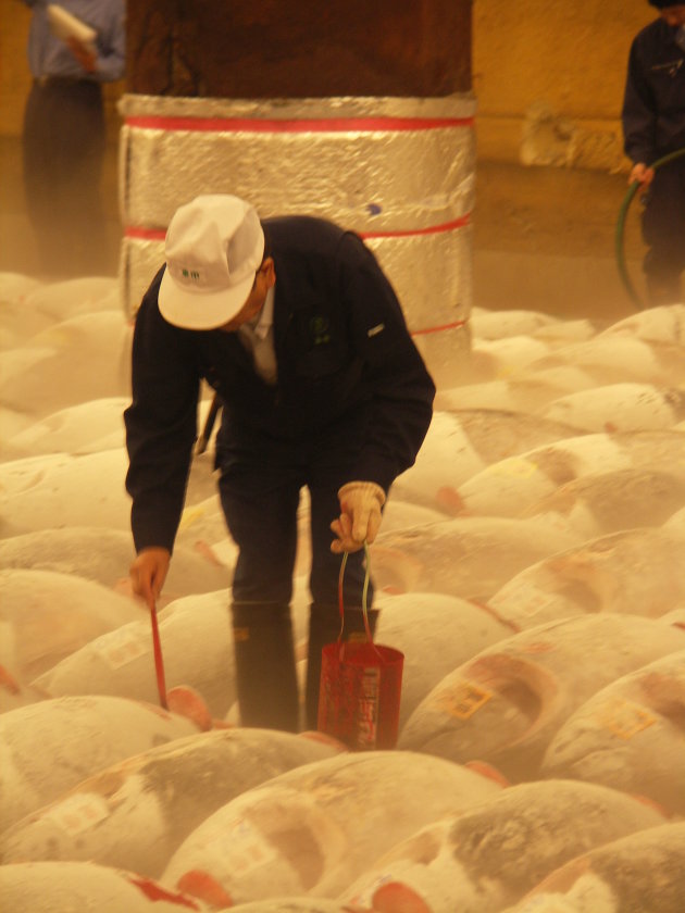 Tonijn op de Tsukiji Fish market 