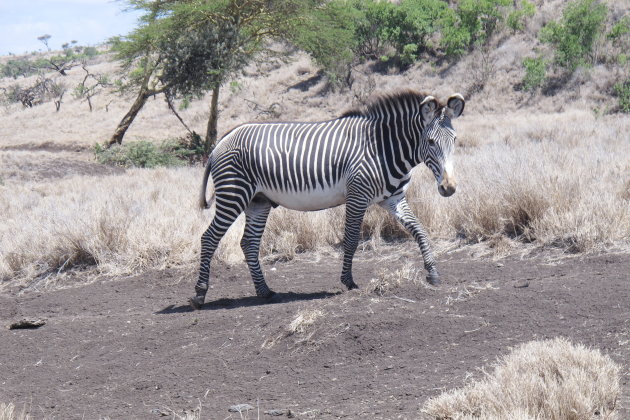 Grevy zebra