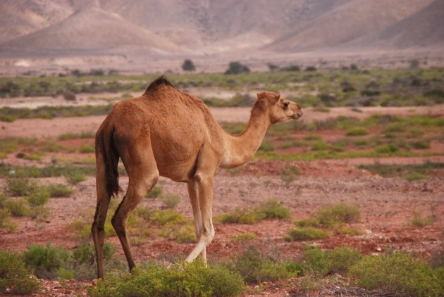 Onderweg in Oman