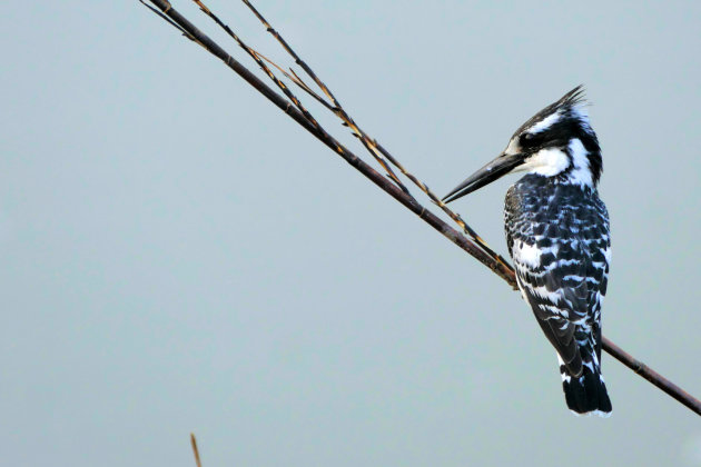 Bonte ijsvogel