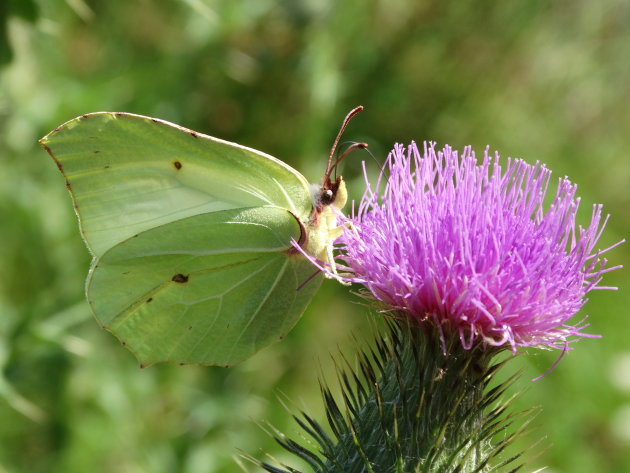 Citroenvlinder