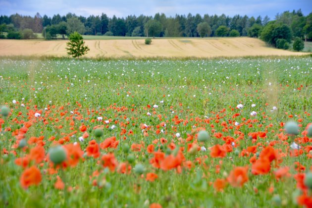 Tsjechische platteland