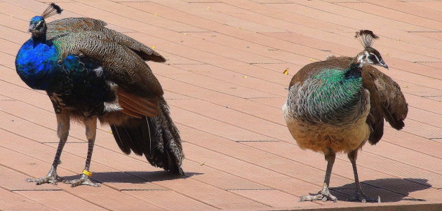 twee pauwen in het park