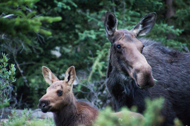 Moose cow and calf