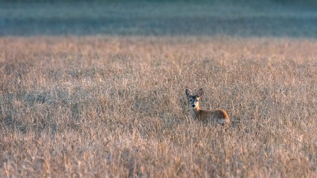 Reeën spotten in je achtertuin