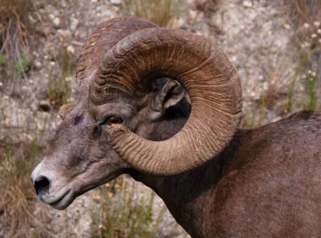 Bighorn sheep