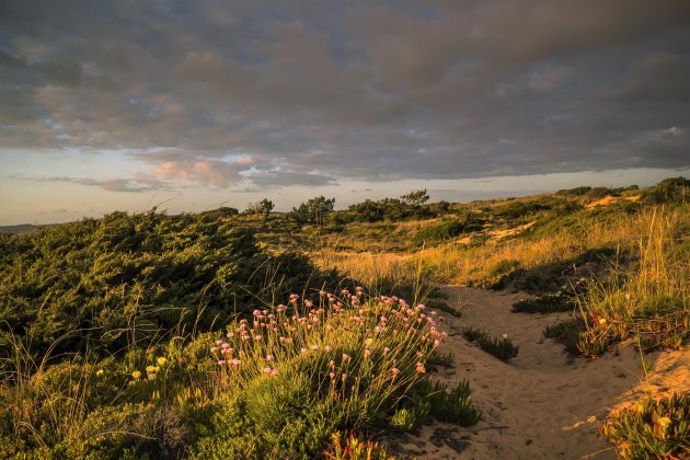 De duinen in bloei