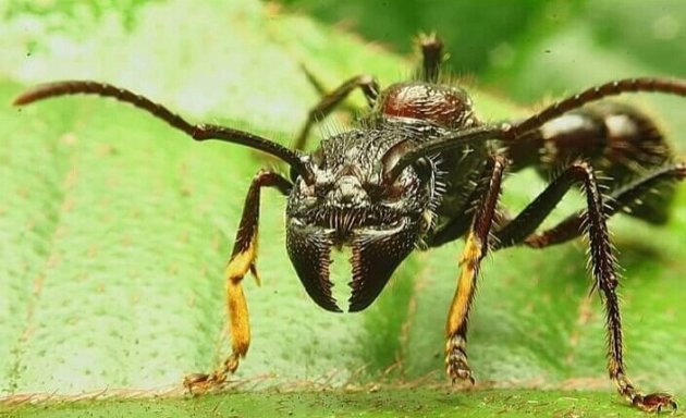 Macrofotografie tijdens uw tour