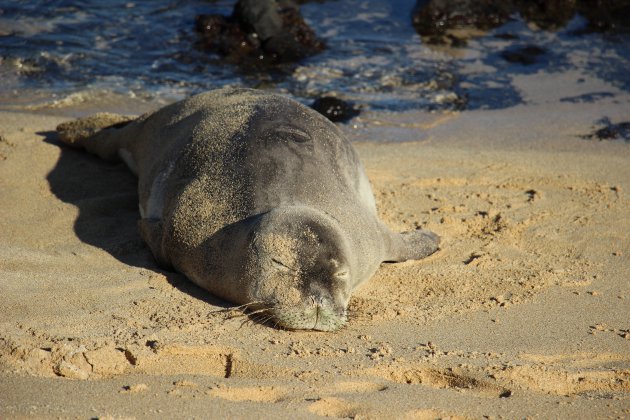 Slapende zeehond