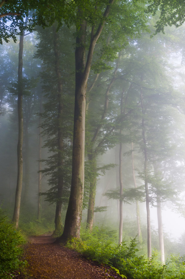 Foggy forest